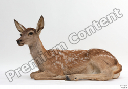 Whole Body Deer Animal photo references